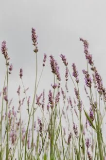 Photo by Sarah Janes brown flowers in shallow focus lens