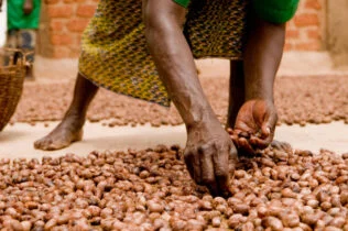 Picking almonds from shea fruit in Burkina Faso. a black bowl filled with sugary treats on top of a table